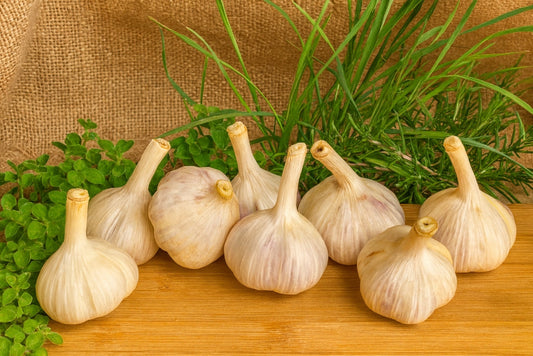 🌿 L’ail biologique : un trésor de santé cultivé avec soin